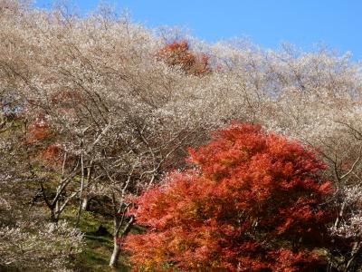 小原四季桜まつり：もみじと桜の競演