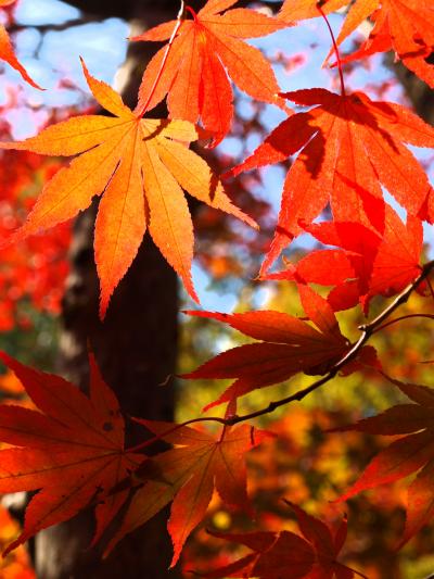 ２０１３越後 「 紅葉めぐり 」 の旅 ＜ 新潟県西蒲原郡弥彦村・柏崎市・長岡市 ＞