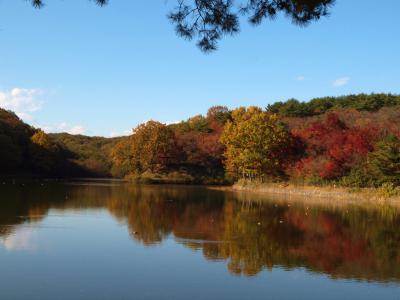 ご存知ですか？　素晴らしい紅葉の八丁湖　上