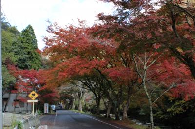 豪渓と宝福寺の紅葉