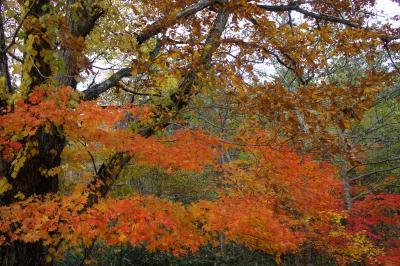 10月下旬の旅　紅葉めぐり　恵庭渓谷と石山緑地編