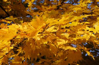 11月上旬の旅　紅葉めぐり　北大銀杏並木編