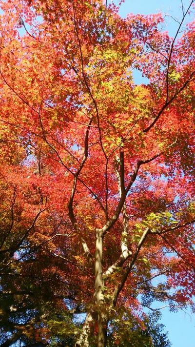 ぷらっと秋の鎌倉散策