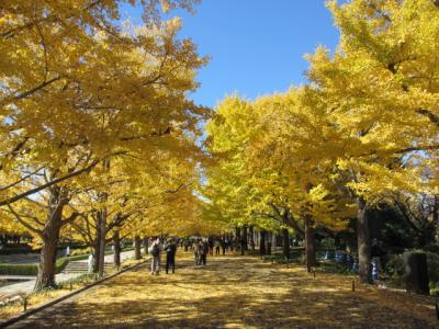 昭和記念公園・カナールの銀杏
