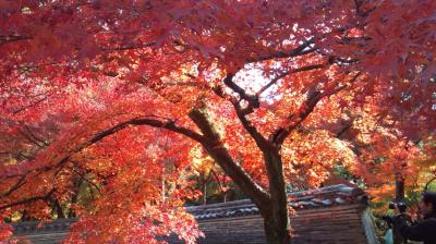 永保寺・紅葉ＮＯＷ