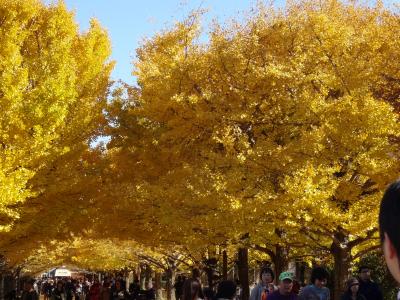 開園３０周年目の昭和記念公園の黄葉と紅葉を楽しむ