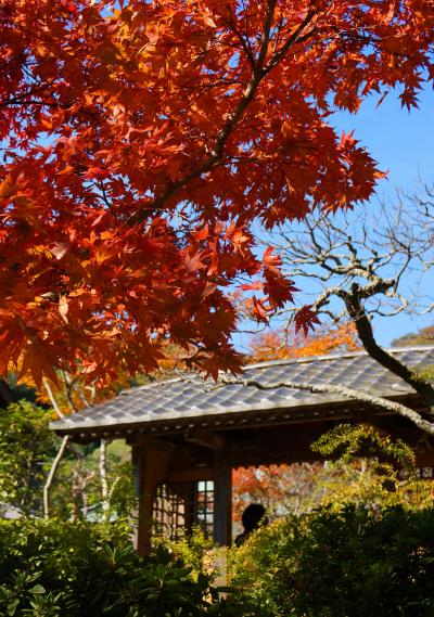 ２０１３年　鎌倉の紅葉♪（円覚寺、海蔵寺、寿福寺）