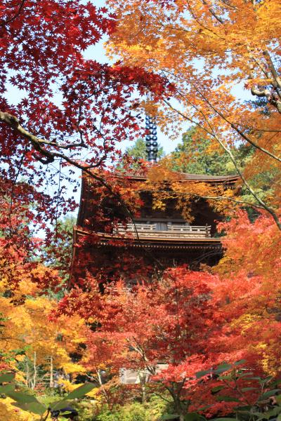 今が盛りの湖北と湖東三山の紅葉めぐり