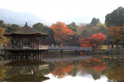 奈良公園の紅葉