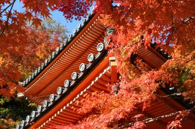 2013年大阪の紅葉～牛滝山　大威徳寺で紅葉狩りだにゃん