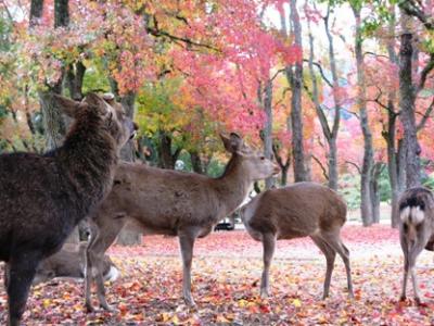 秋の奈良散策　
