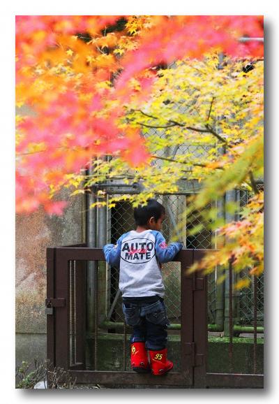 Solitary Journey ［1295］ 龍野公園動物園で紅葉観賞＆高速ＳＡの紅葉がきれいだった♪＜岡山県・兵庫県への車旅＞兵庫県龍野市