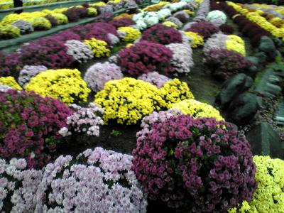 大雄山最乗寺・ざる菊