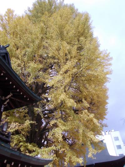 家族で温泉と紅葉旅行（２）～高山、犬山～