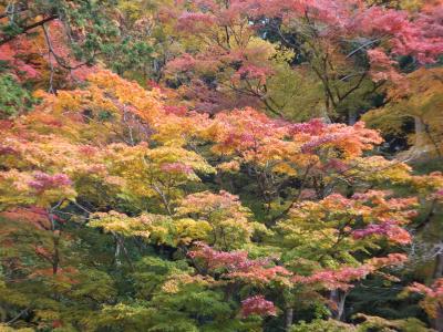 旅行記　二日目　今回は香嵐渓の紅葉も見に行ってきました