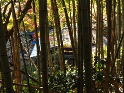 鎌倉天園－裏手の紅葉
