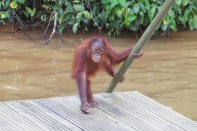 2012暮、マレーシア旅行記2(17/32)：12月17日(4)：オランウータン保護島、オランウータンの生態