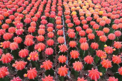 2012暮、マレーシア旅行記2(31/32：補遺)：カクタス・バレーの花(1/2)：温室、サボテン、多肉植物