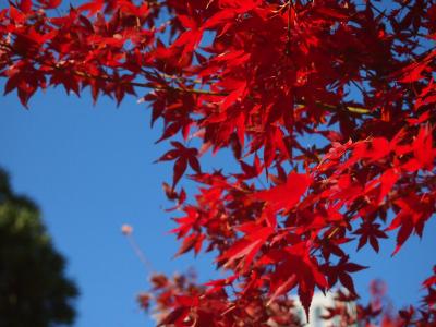 2013.11都立庭園スタンプラリー~その2.芝離宮&浜離宮