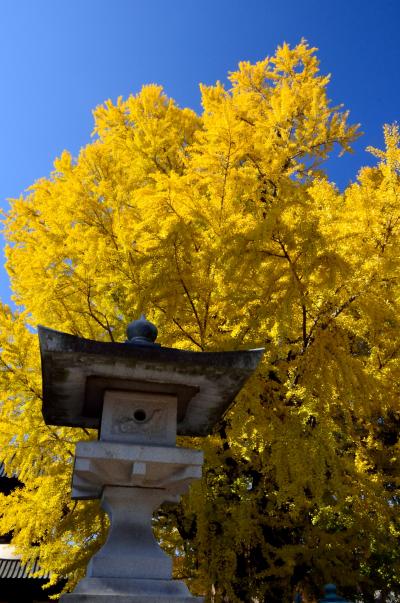 2013年紅葉名所巡り（１０）　足利の紅葉?　鑁阿寺と足利学校