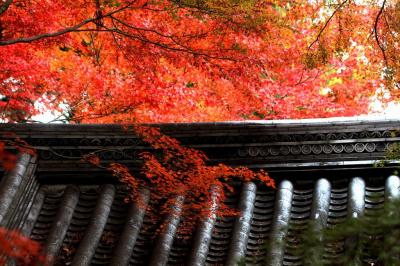 京都　光明寺　圧巻の紅葉と人手・・・