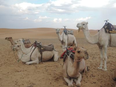 モロッコの旅　その５（ワルザザード→サハラ砂漠）