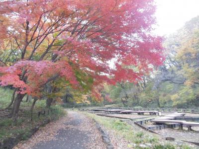 神奈川県立四季の森公園　２０１３年の紅葉