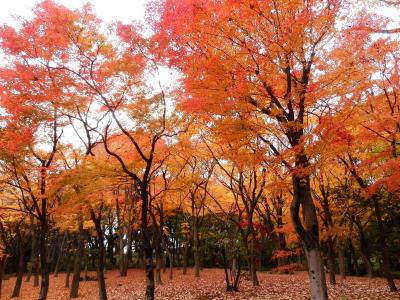 東京２０１２紅葉　【２】靖国神社・北の丸公園