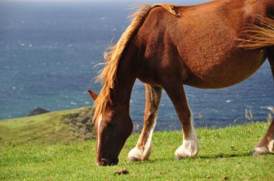 日本海の幸が食べたくて!。そして馬達との出会い♪ 隠岐 西ノ島の旅。