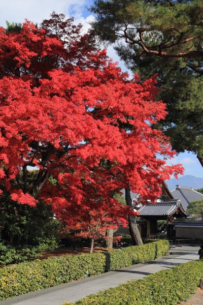 京都を歩く(181)　紅葉を踏みしめて…　晩秋の京都を切り撮る