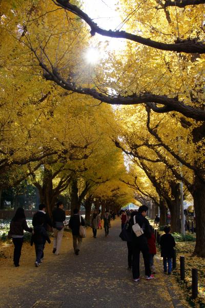 20131201-1 外苑前 いちょう並木は黄色一色
