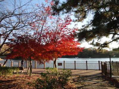 2013年11月　鞍ヶ池公園までドライブ