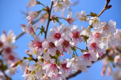 2013年12月1日　熱海親水公園のヒマラヤ桜が綺麗に咲いています