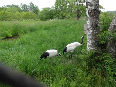 道東家族旅行　第１日目　羽田から釧路へ　そして釧路付近を
