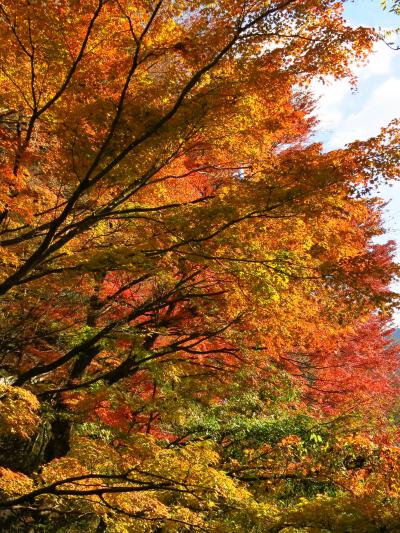 お気楽紅葉ハイキング　～鷹巣山と飛龍の滝・千条の滝～