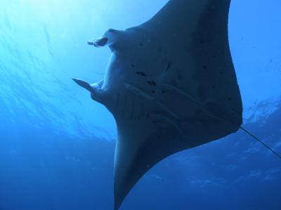 マンタに会いに石垣リベンジ