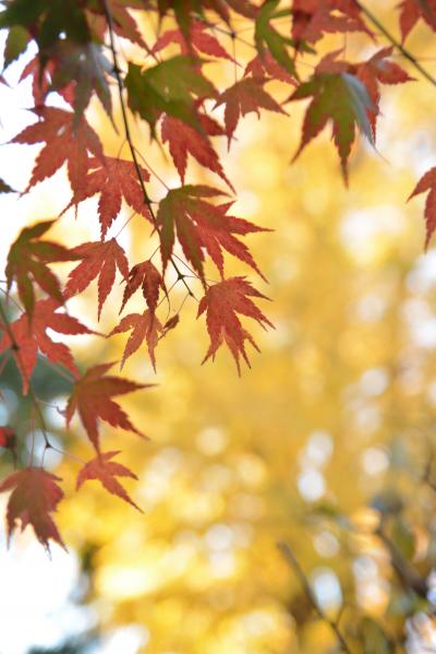 粘ります！今年の紅葉を見に行く！　今回は九品仏へ