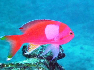 石垣島ダイブ131102