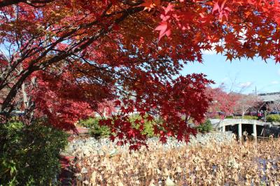 京の紅葉を眺めながら寺社巡りをしたい①