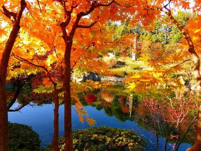 目白庭園の紅葉