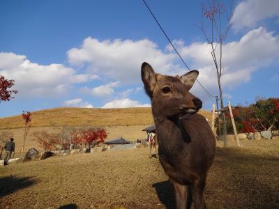 2013.12.1　奈良コミュ3周年オフ会、奈良公園周辺珍道中♪