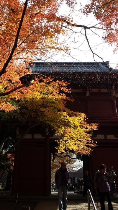 2013年　2回目の紅葉狩りは松戸の本土寺で♪