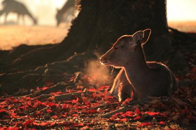 2013・12　奈良へ紅葉と鹿を見に行こう