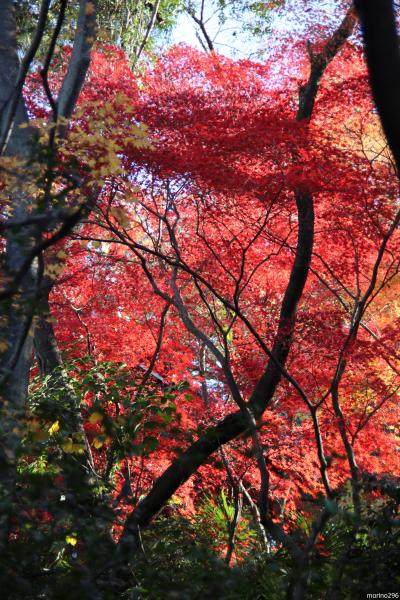 今でしょう！高幡不動尊の紅葉は