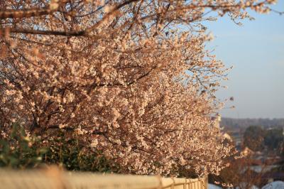 四季桜ｉｎふれあいの森