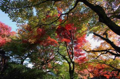 2013京都紅葉狩り善峯寺