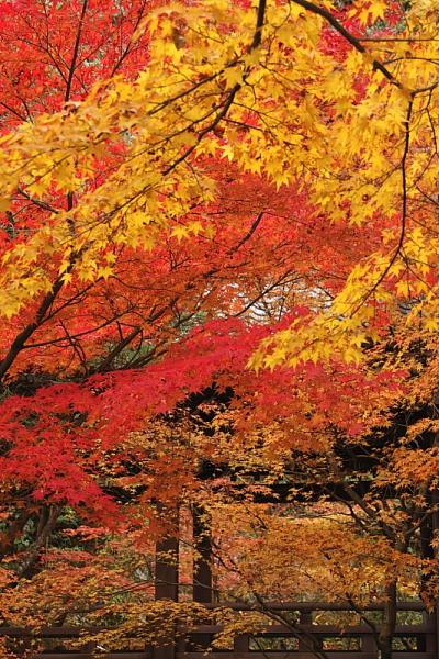 気ままな旅の物語⑩－秋の京都へ紅葉散策2013その２　京都屈指の紅葉名所－永観堂 編－