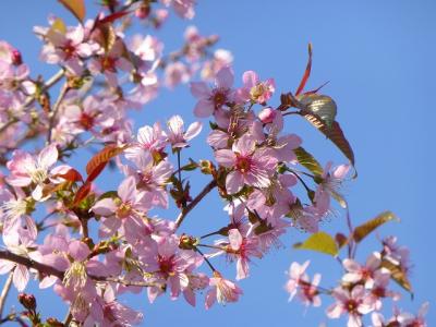 弁天通り公園のヒマラヤ桜（品川区・中延）