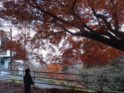 ２０１３・初冬・散りはて間近の養老公園の紅葉