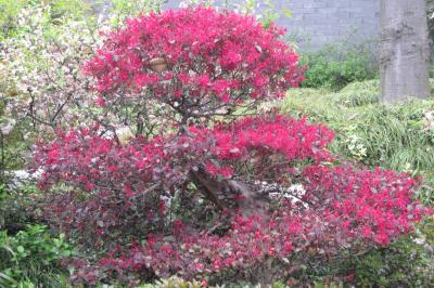 2012春、中国旅行記22(15/50)：4月15日(10)：泰州、古典庭園、壁面の太湖石、喬園、紅花常盤満作